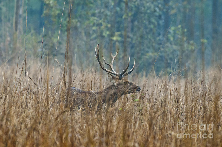 Nature Photograph - Buck Barasingha by William H. Mullins