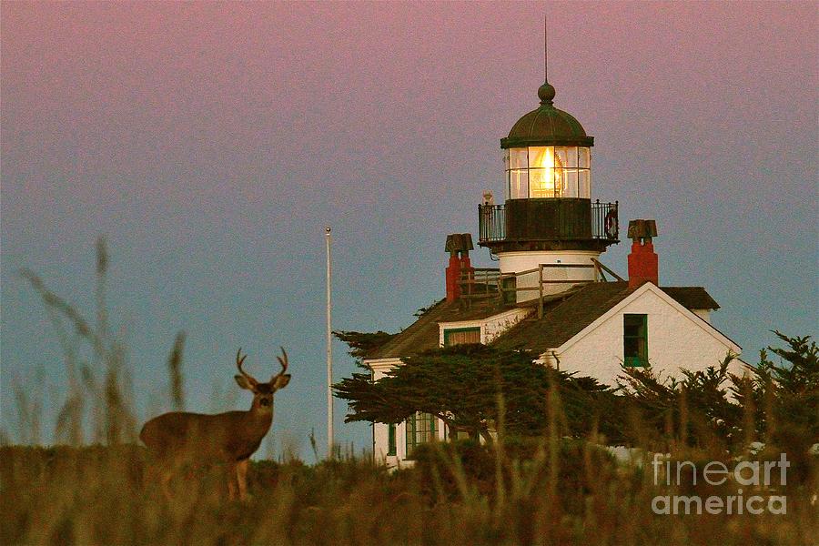 Deer Photograph - Buck by Point Pinos Lighthouse Pacific Grove 2014 by Monterey County Historical Society