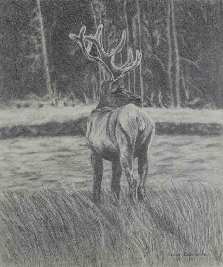 Buck Drawing by Christine Brunette