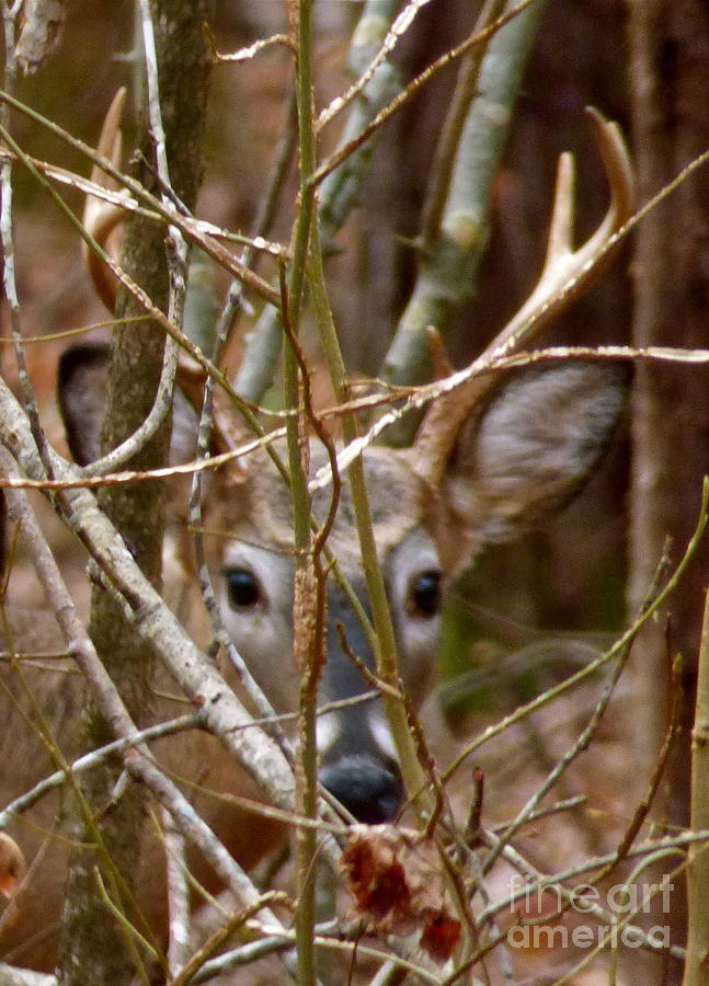 Buck Eyes Photograph by Jean Wright