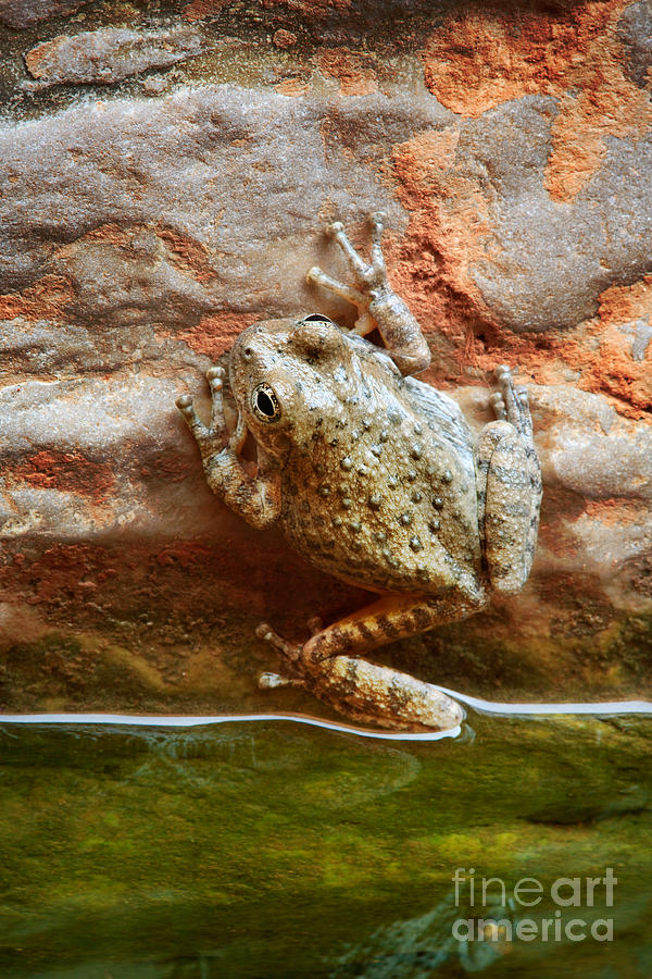 Grand Canyon National Park Photograph - Buck Farm Frog by Inge Johnsson