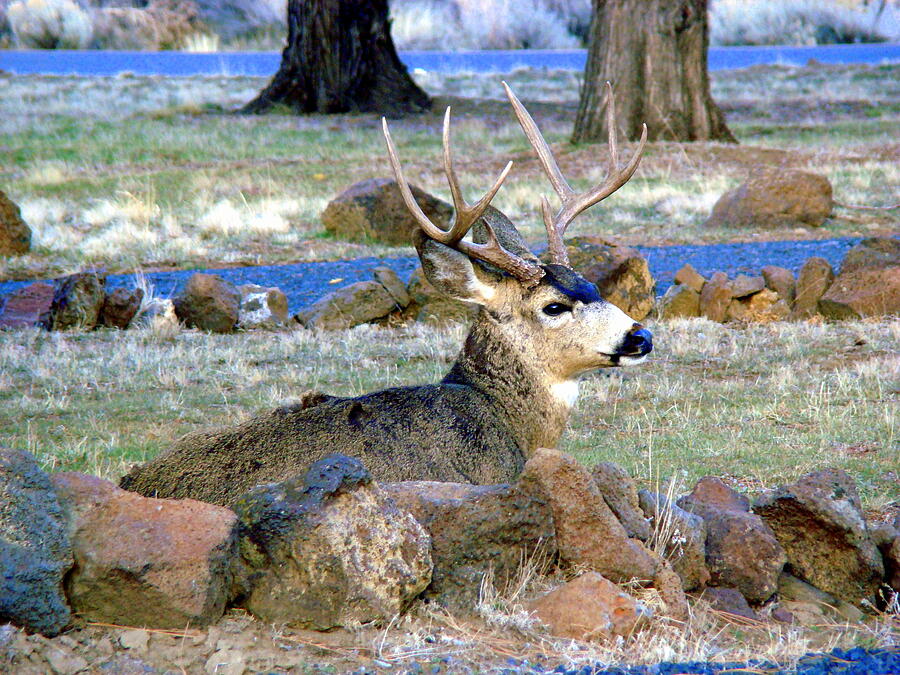 Buck having a rest Photograph by Lisa Rose Musselwhite