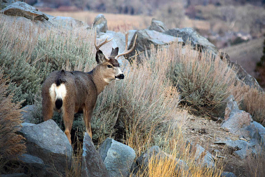 Mule Deer Buck In Brush Photograph by Frank Wilson