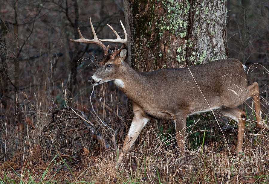 Buck in Cades Cove Photograph by Douglas Stucky
