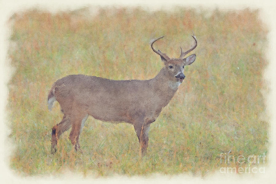 Buck in field Photograph by Dan Friend