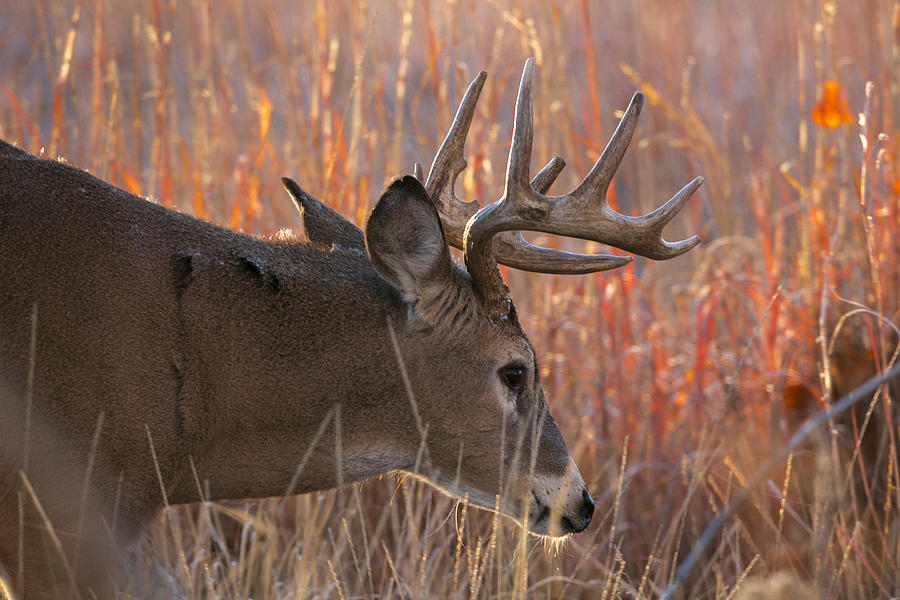 Buck in field Photograph by Jeff Shumaker
