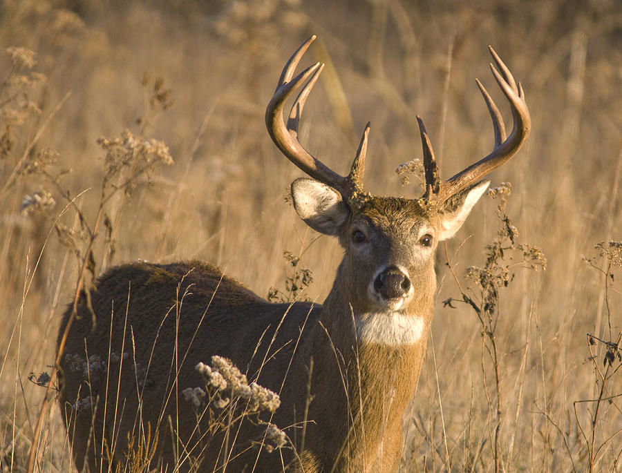 Buck in Field Photograph by Larry Bohlin