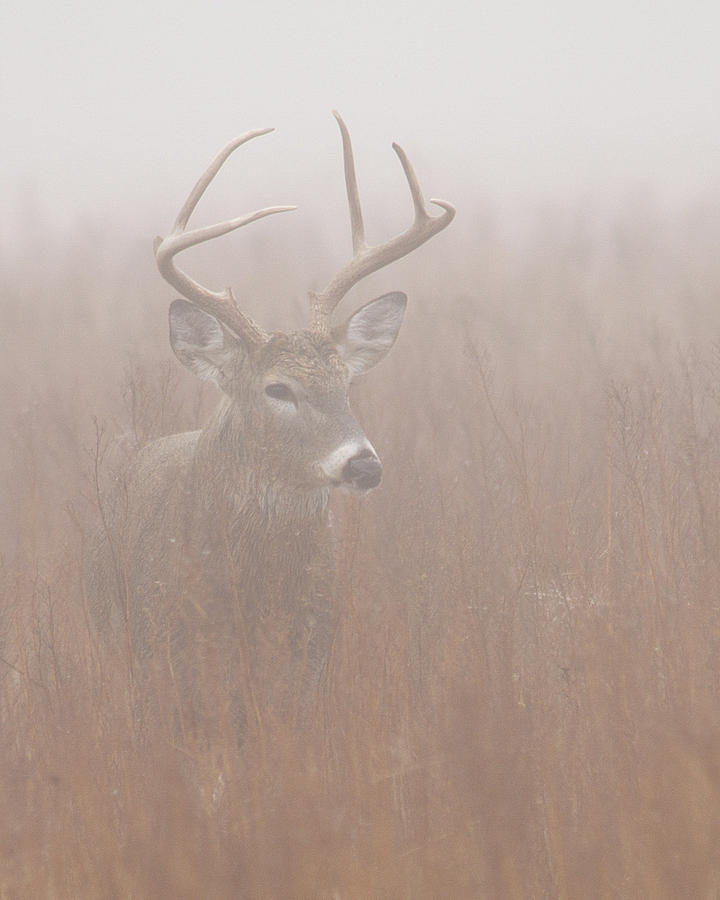 Buck in fog Photograph by Rob Graham