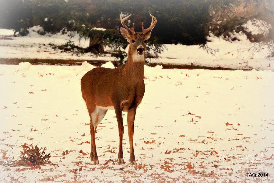 Buck In The Autumn Snow Photograph by Tami Quigley
