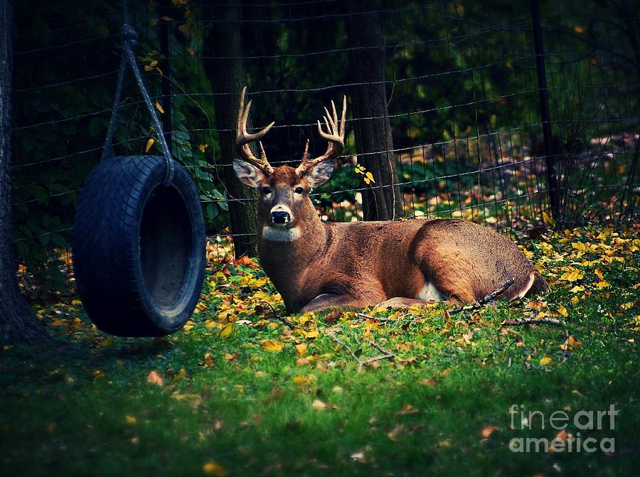 Buck Photograph - Buck in the Back Yard by Frank J Casella