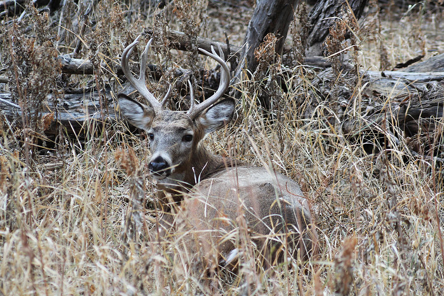 Buck in the Grass Photograph by Steven Parker