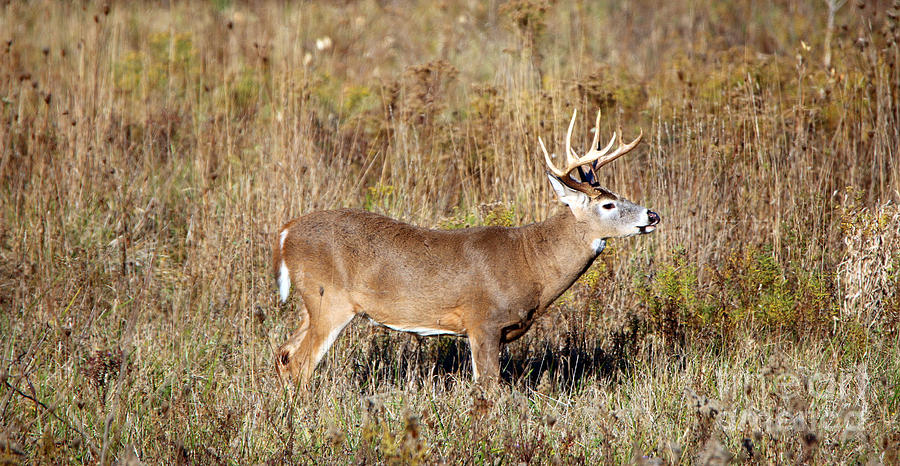 Buck in the Grasses 5025 Photograph by Jack Schultz - Fine Art America