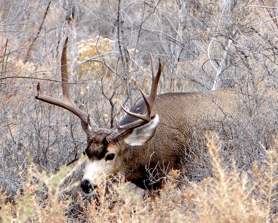Deer Photograph - Buck in the Rutt				 by Margaret  Slaugh
