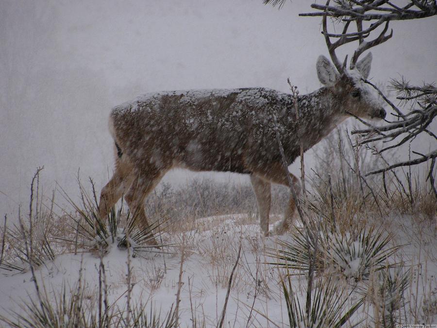 Buck in the Snow Photograph by Steven Parker