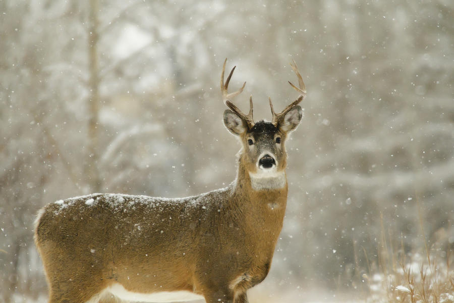 Buck In Winter Photograph