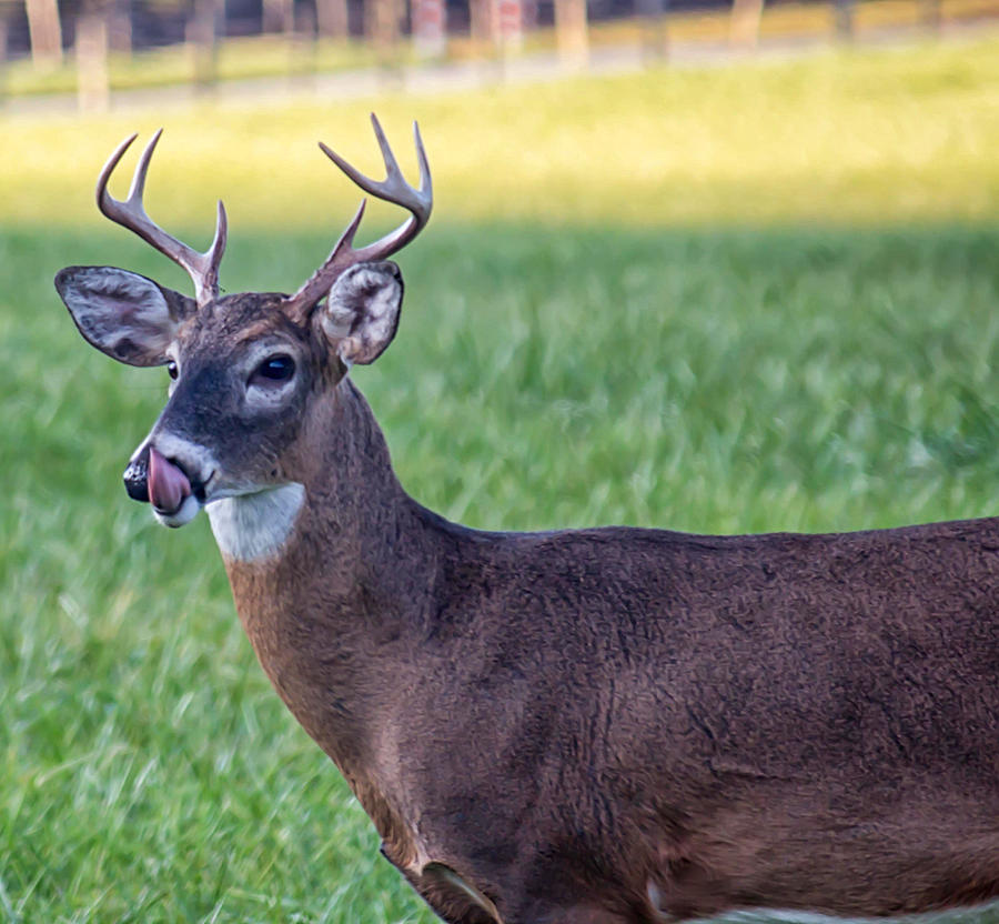 Buck Licking His Chops at Cades Cove inside of the Great Smoky Mountains National Park Photograph by Peter Ciro