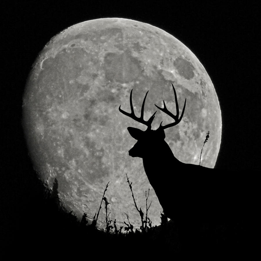 Deer Photograph - Buck Mooned by Ernest Echols