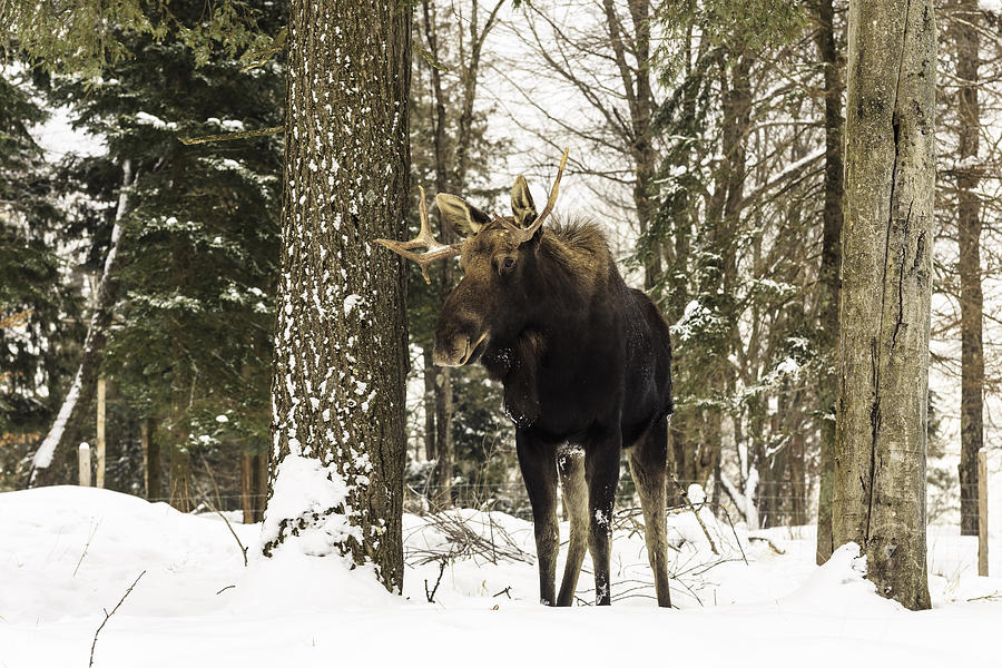 Bull moose in a winter landscape Photograph by Josef Pittner