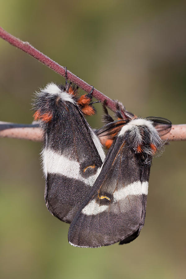 Buck Moths Mating Photograph by Jeffrey Lepore