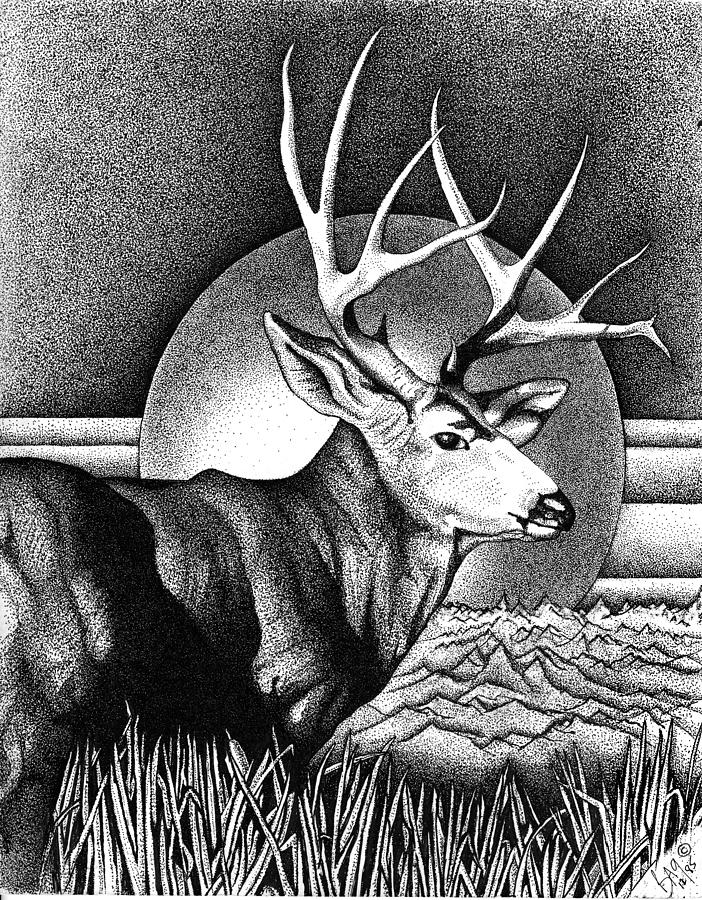 Buck Mule Deer Drawing by Brian Gilna