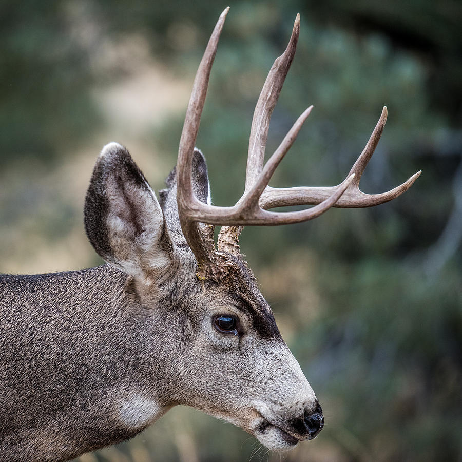 Buck Mule Deer Photograph by Paul Freidlund