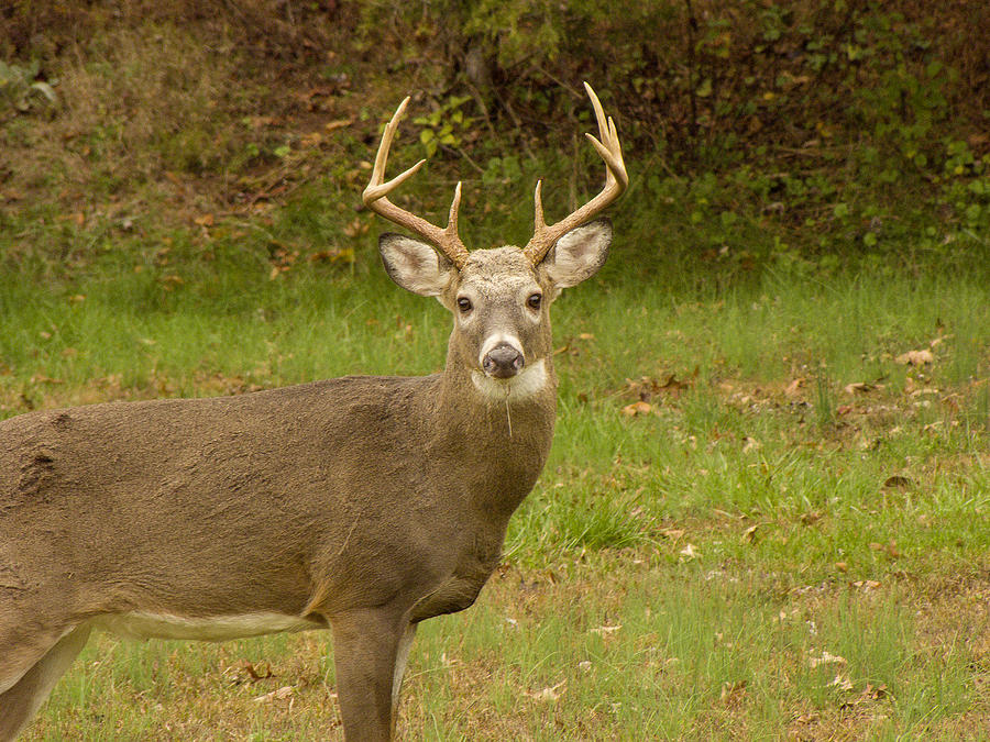 Buck Photograph by Phil Welsher