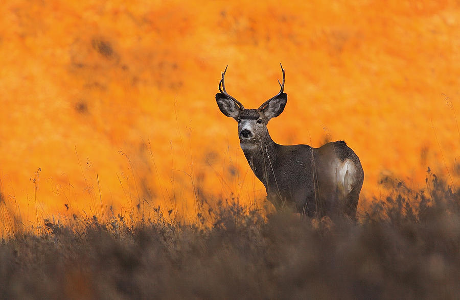 Deer Photograph - Buck Pose by Kadek Susanto