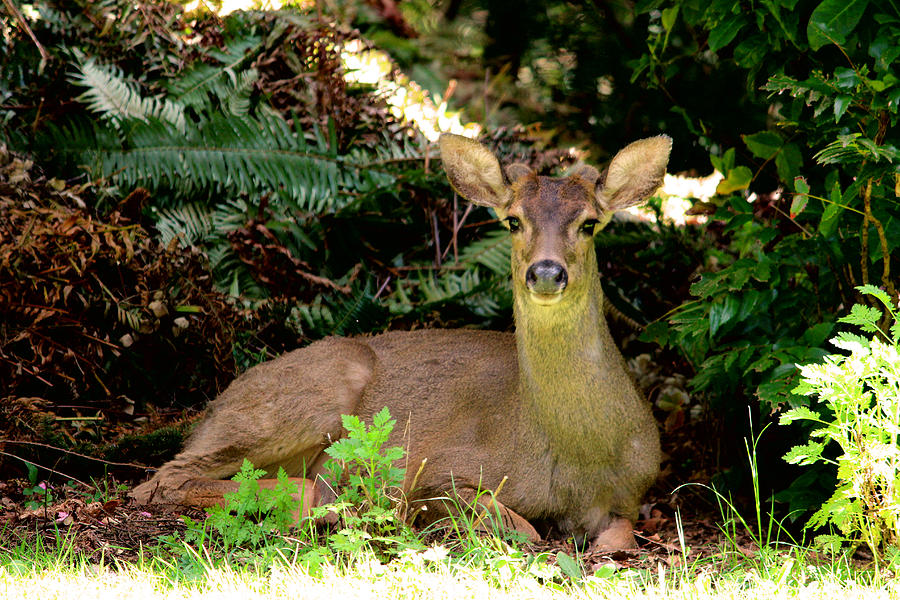 Buck Resting After Activity Photograph
