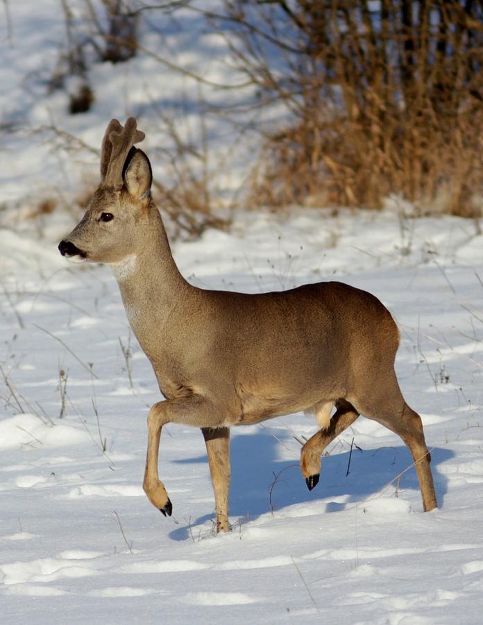 Buck Photograph - Buck Roe Deer  by Dragomir Felix-bogdan