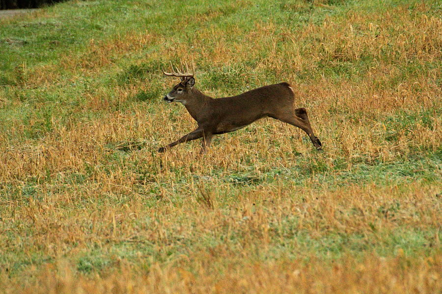 Wildlife Photograph - Buck Running by Amanda Kiplinger