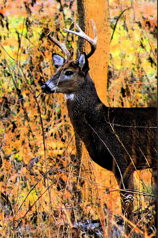Buck Scouting for Doe Photograph by Lorna Rose Marie Mills DBA  Lorna Rogers Photography