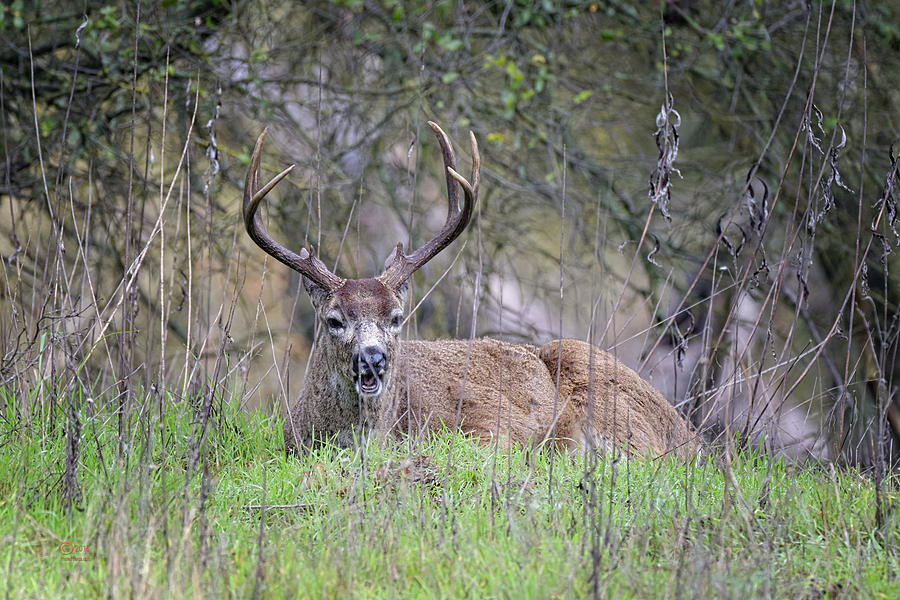 Animal Photograph - Buck Setting the Example by Jim Thompson