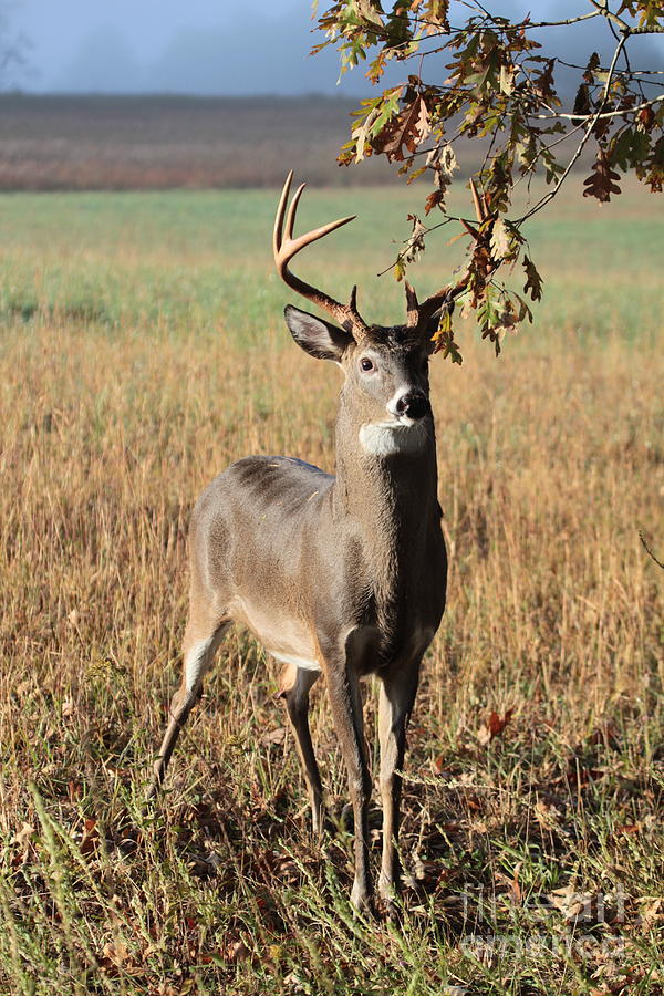 Wildlife Photograph - Buck under a tree by Dwight Cook