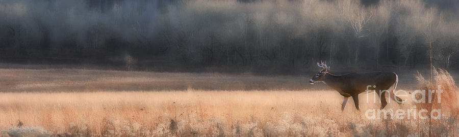 Buck whitetail deer crossing field Photograph by Dan Friend
