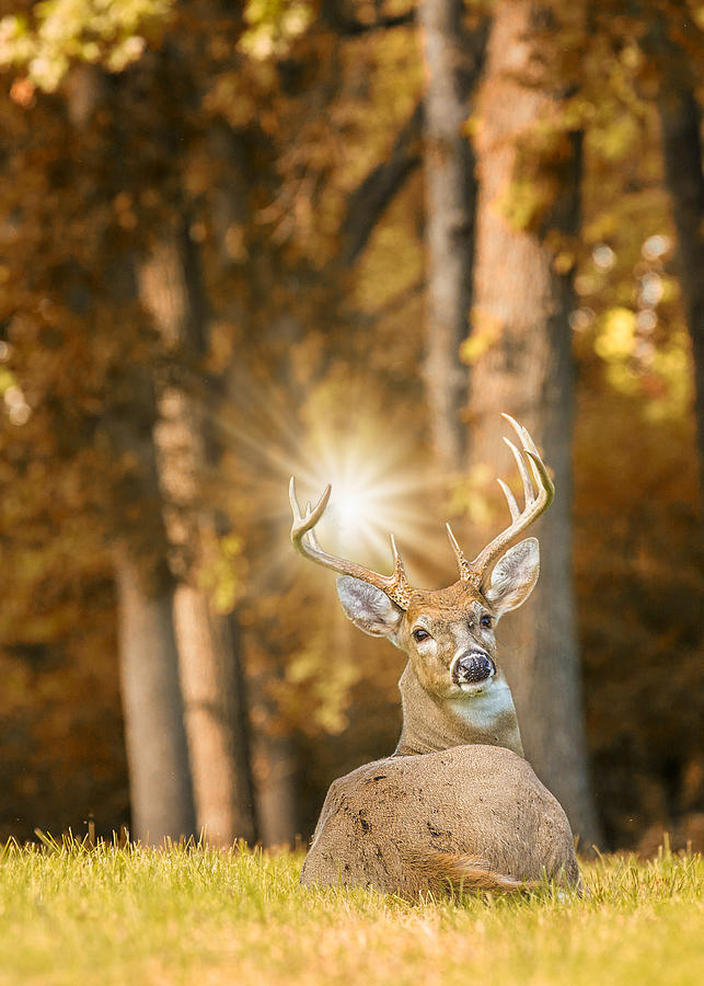 Buck Wild Photograph by Bill and Linda Tiepelman