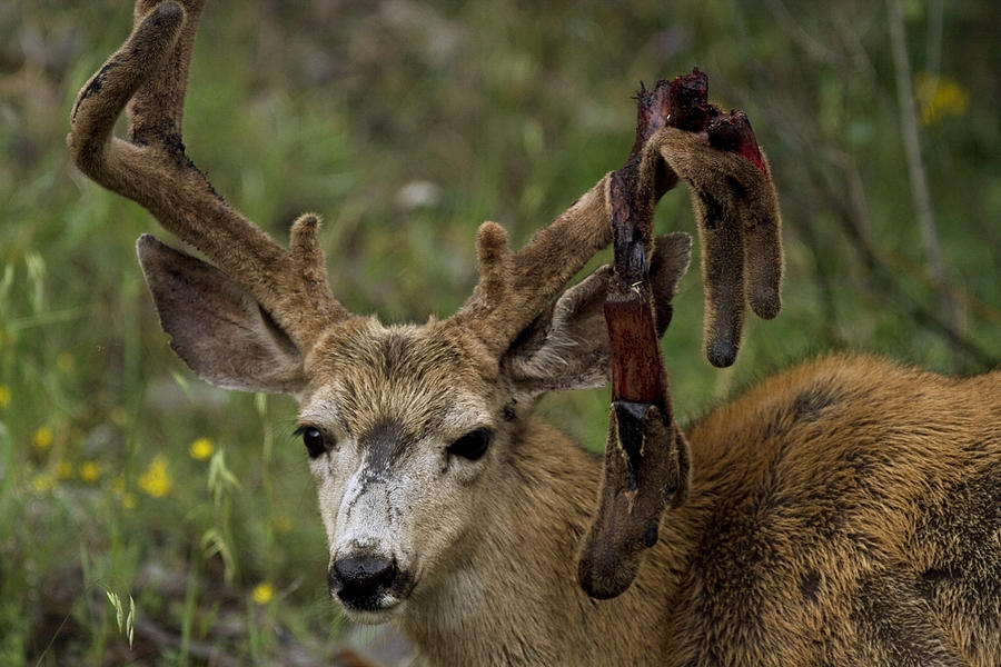 Buck With Broken Antler Photograph by Greg Ochocki