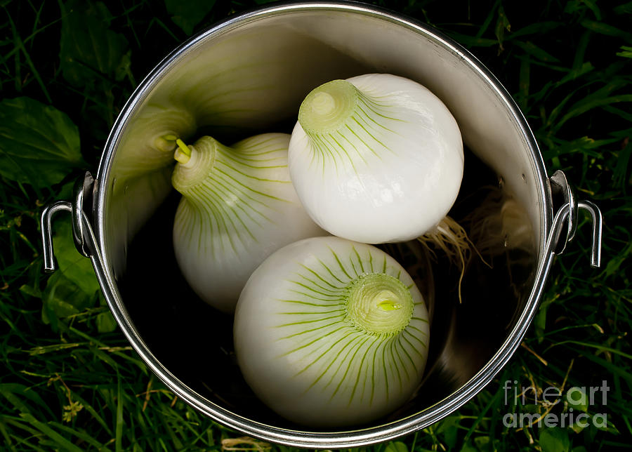 Bucket of Onions Photograph by Wilma  Birdwell