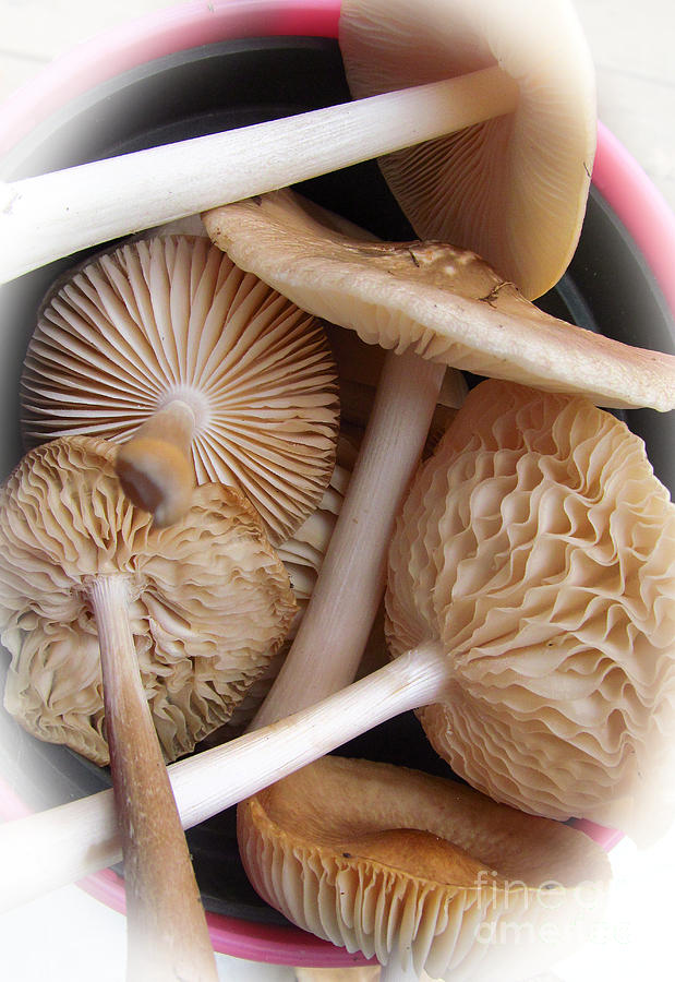 Mushroom Photograph - Bucketful of Mushrooms by Tina M Wenger