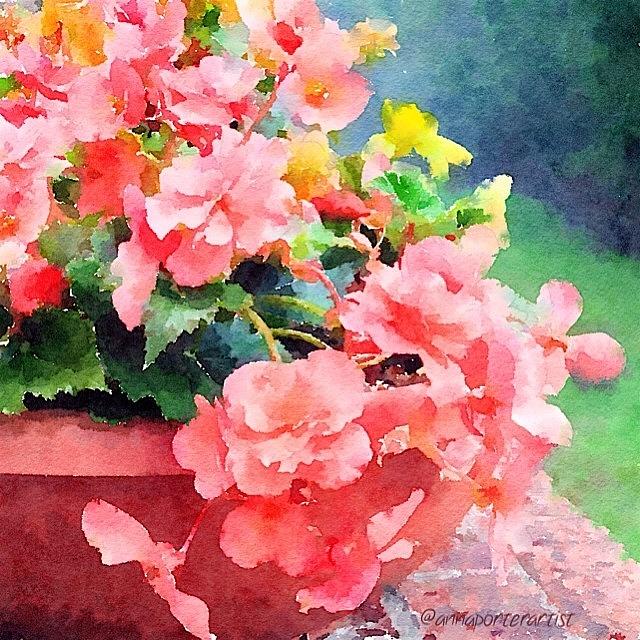 Flower Photograph - Bucket O Begonias by Anna Porter