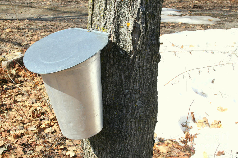 Spring Photograph - Buckets For Collecting Maple Sap by Nadine Mot Mitchell