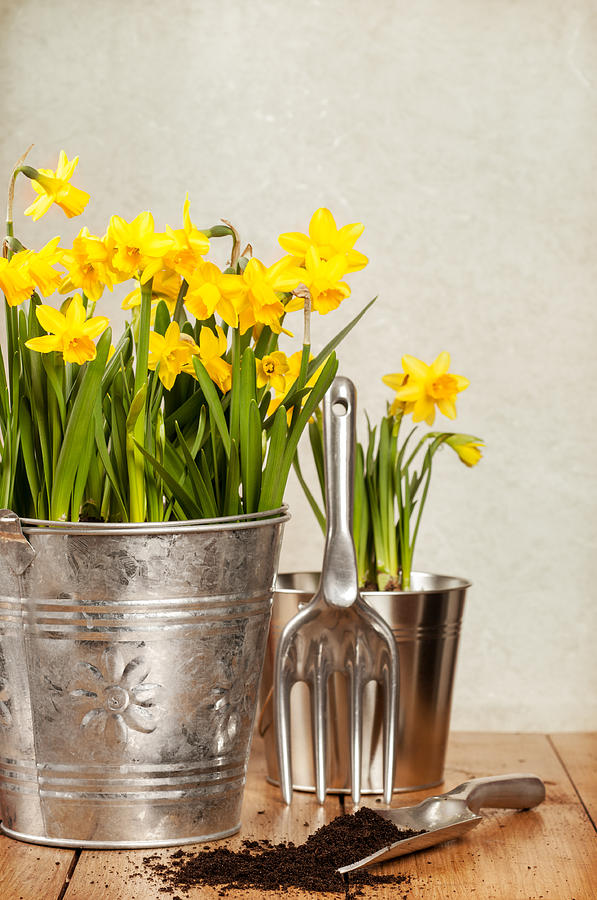 Spring Photograph - Buckets Of Daffodils by Amanda Elwell
