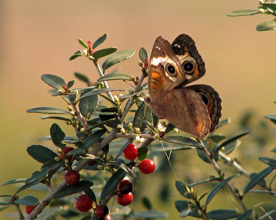 Buckeye Beauty Photograph by Peggy Urban