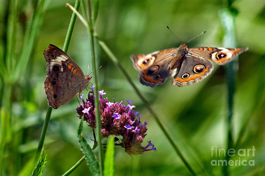 Buckeye Butterflies Photograph by Karen Adams