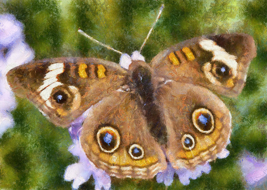 Buckeye Butterfly Digital Art by Charmaine Zoe