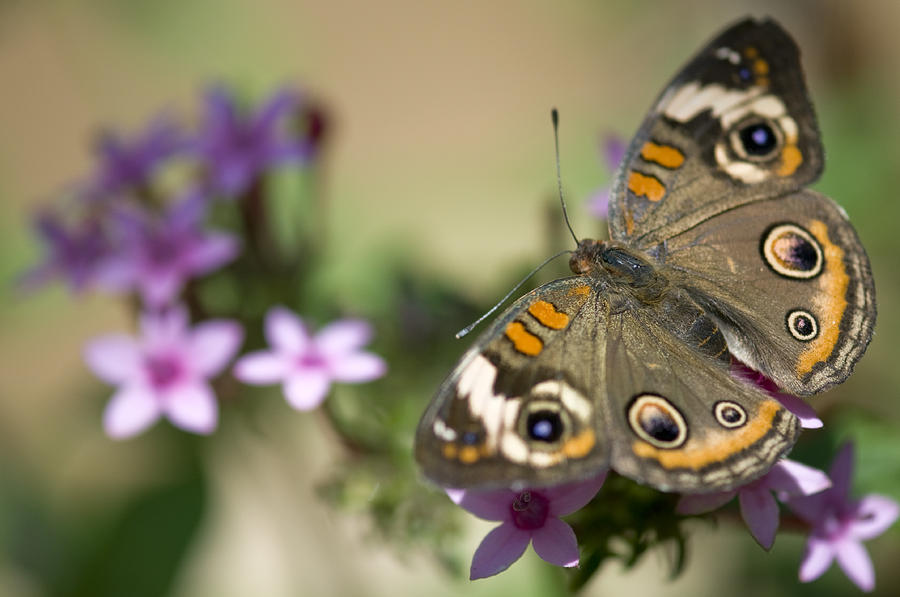 Buckeye Butterfly Photograph by Deborah Rust - Pixels