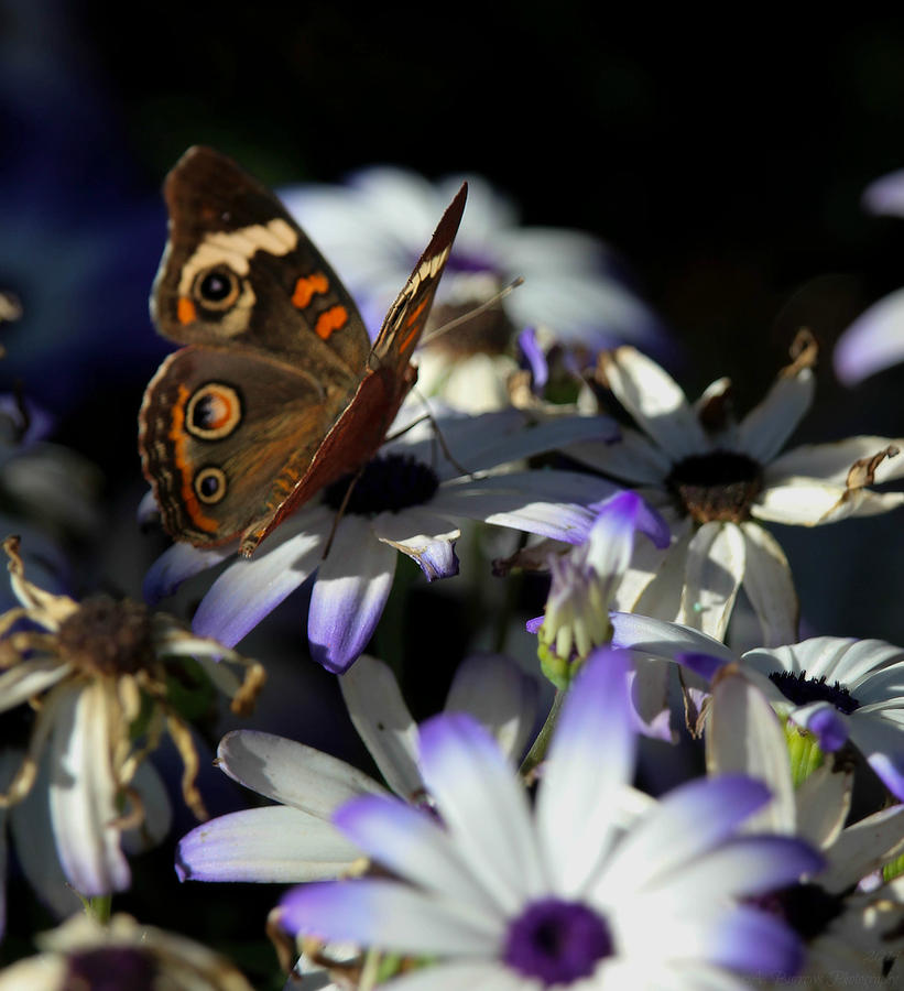 Buckeye Butterfly Departure Photograph by Aaron Burrows