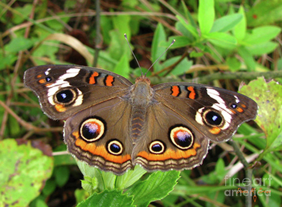 Buckeye Butterfly Photograph by Donna Brown