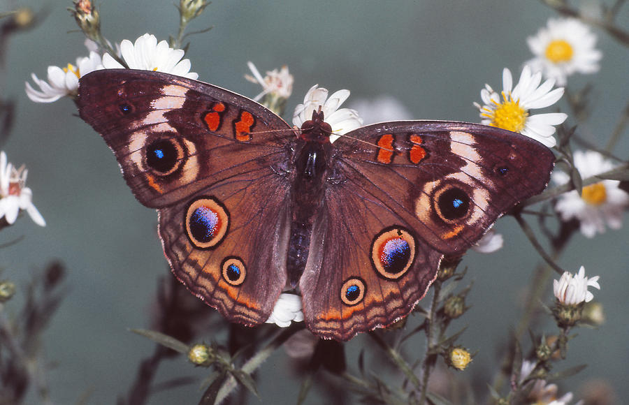 Buckeye Butterfly Photograph by Harry Rogers