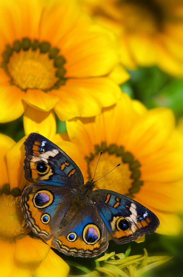 Buckeye Butterfly in all its Beauty  Photograph by Saija Lehtonen