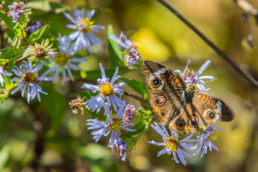 Butterfly Photograph - Buckeye Butterfly by John Haldane